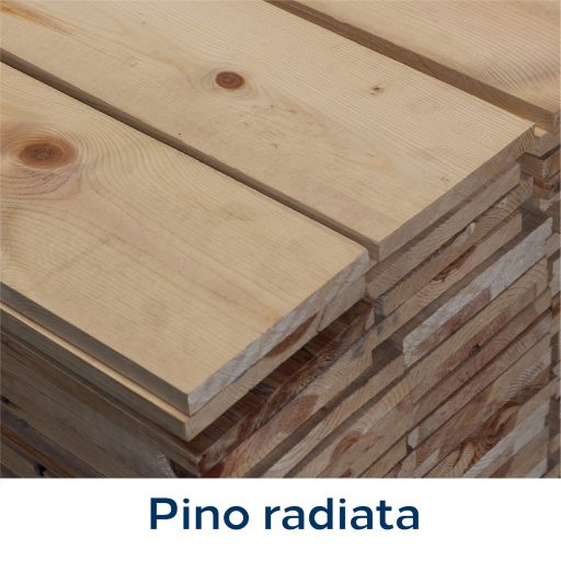 Pino radiata